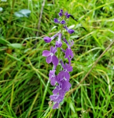 Lobelia fenestralis