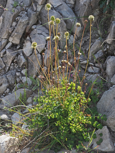 Sanguisorba rupicola