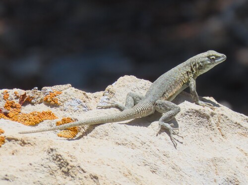 iNaturalist observation photo of Common Side-blotched Lizard