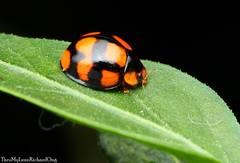 Coelophora inaequalis