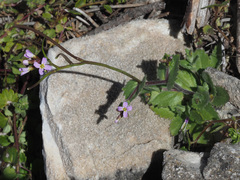 Arabis verna