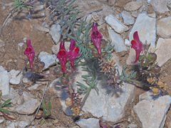 Linaria amoi
