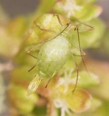 Macrosiphum euphorbiae
