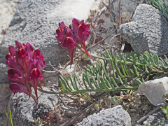 Linaria amoi