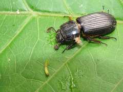 Passalus alius