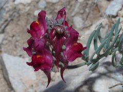 Linaria amoi