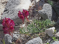 Linaria amoi