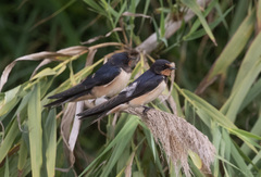 Hirundo rustica