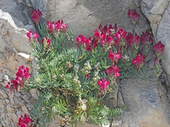 Linaria amoi