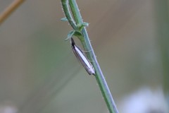 Angustalius malacellus