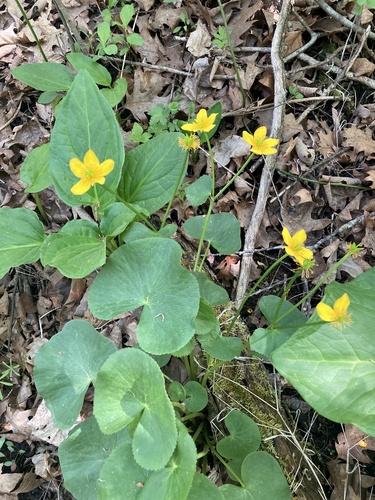 marsh marigold