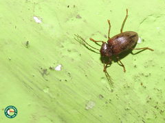 Ptilodactyla exotica