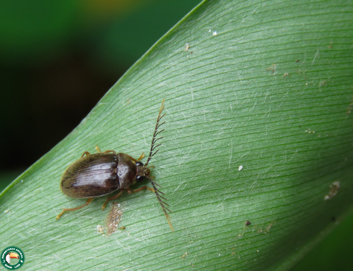 Ptilodactyla exotica