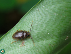 Ptilodactyla exotica