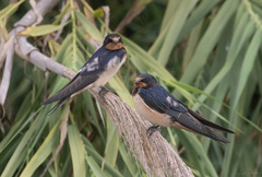Hirundo rustica