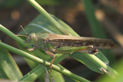 Locusta migratoria cinerascens