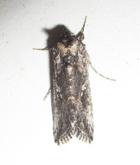 Chrysodeixis acuta