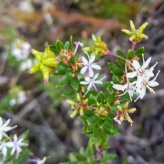 Agathosma ovata