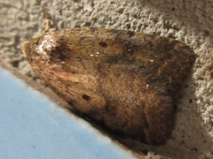 Athetis gluteosa