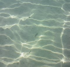 Torquigener flavimaculosus