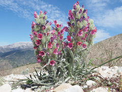 Echium albicans