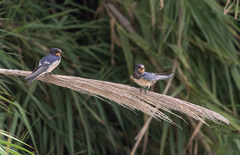 Hirundo rustica