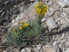 Erysimum myriophyllum