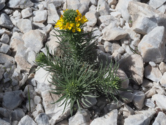 Erysimum myriophyllum
