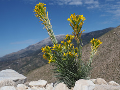 Erysimum myriophyllum