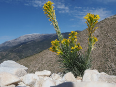 Erysimum myriophyllum