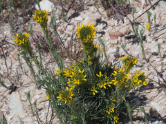 Erysimum myriophyllum