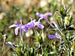 Barleria irritans