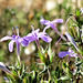 Barleria irritans - Photo (c) Roland Morisse, some rights reserved (CC BY-NC), uploaded by Roland Morisse