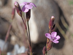 Dianthus pungens brachyanthus