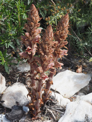 Orobanche austrohispanica