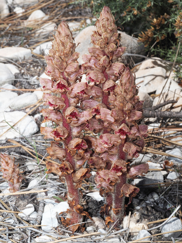 Orobanche austrohispanica