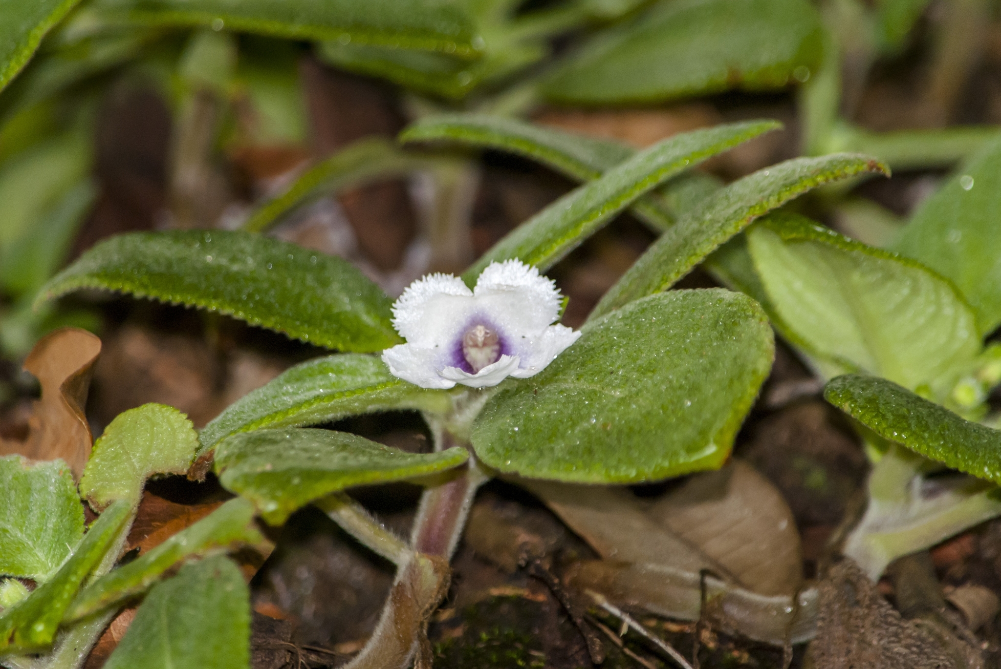 Episcia fimbriata