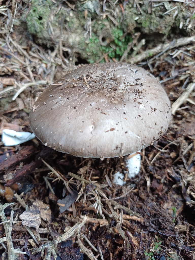 Amanita marmorata · May 2025 · photo: © steviakiwi23 (iNaturalist, cc0)