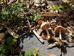Agrocybe rivulosa