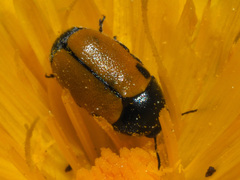 Cryptocephalus rugicollis