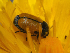 Cryptocephalus rugicollis