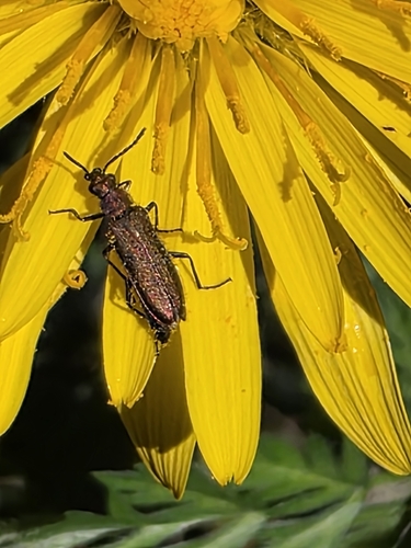 Brassy False Long-horned Beetle