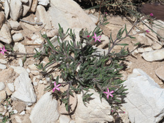 Silene sclerocarpa