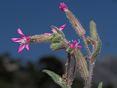 Silene sclerocarpa