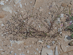 Sabulina tenuifolia
