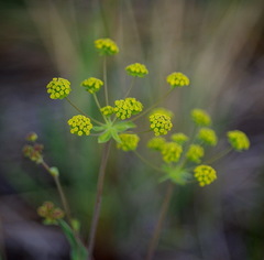 Bupleurum americanum