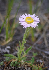 Aster alpinus vierhapperi
