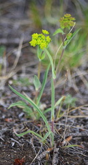 Bupleurum americanum