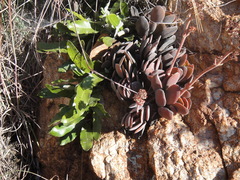 Crassula swaziensis