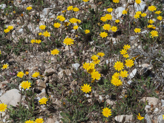 Leontodon longirostris